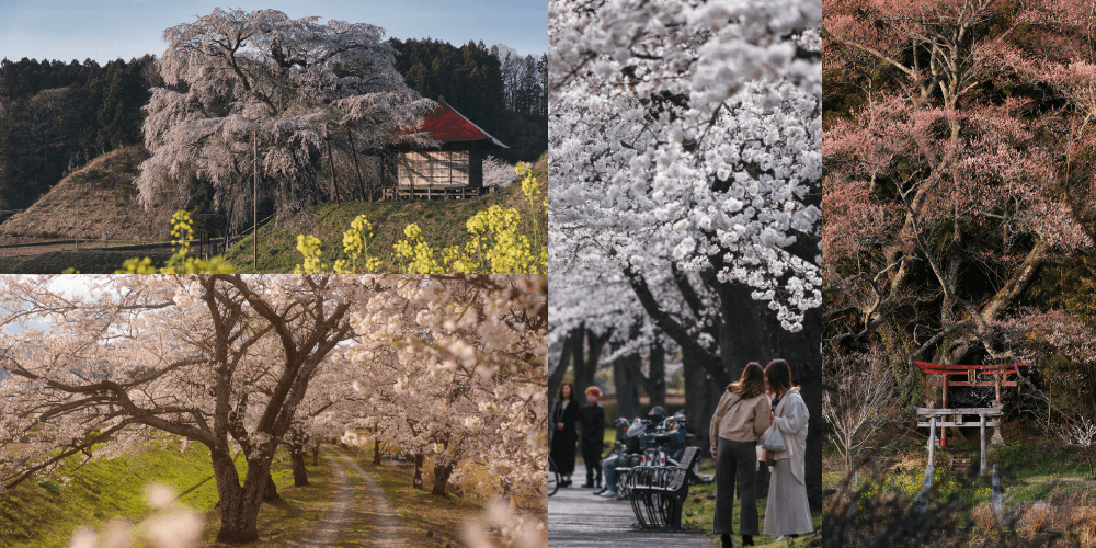 桜の撮影に最適な環境