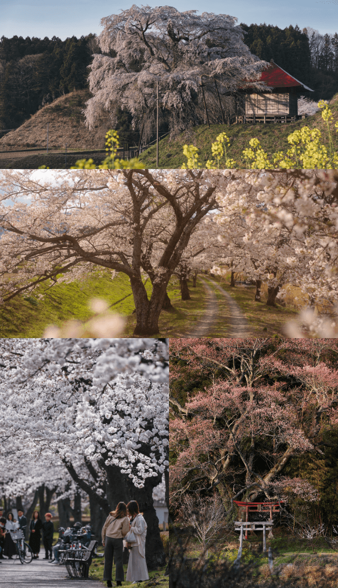 桜の撮影に最適な環境